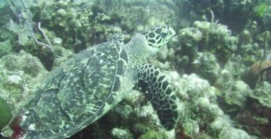 TORTUGAS CAREY