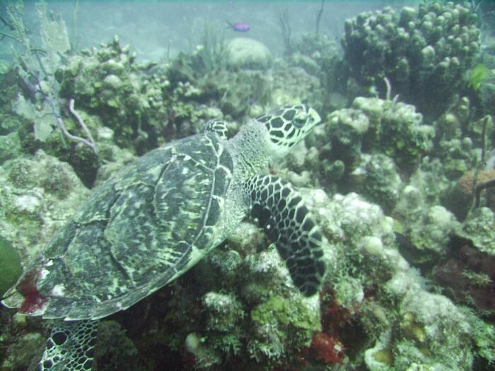 TORTUGAS CAREY