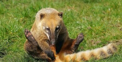 Coatí imagenes