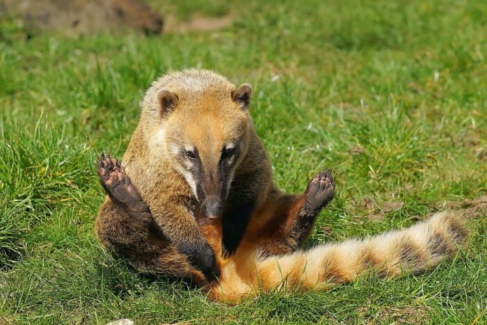 Coatí imagenes