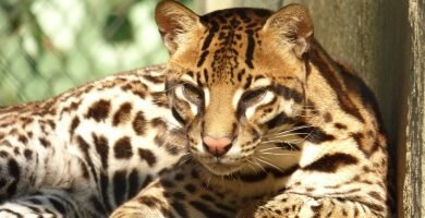 Ocelote mexicano