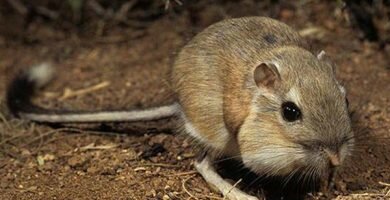 rata canguro alimentacion