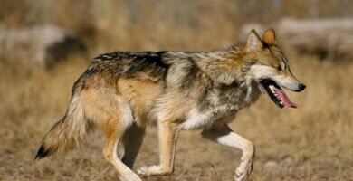 lobo mexicano