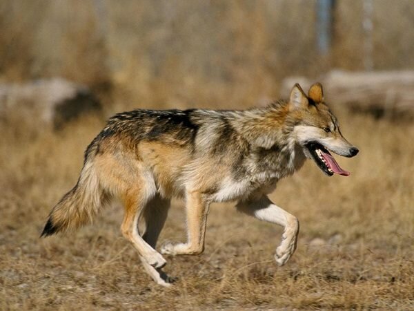 lobo mexicano