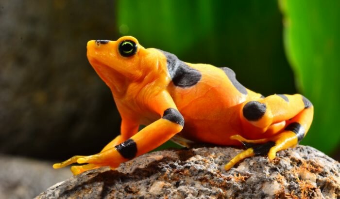 rana dorada