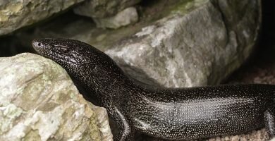 Lagarto punteado