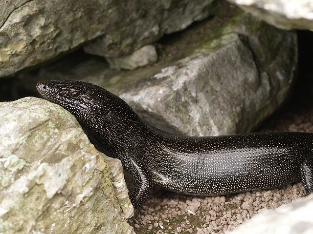 Lagarto punteado
