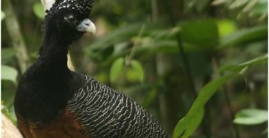 paujil colombiano de pico azul