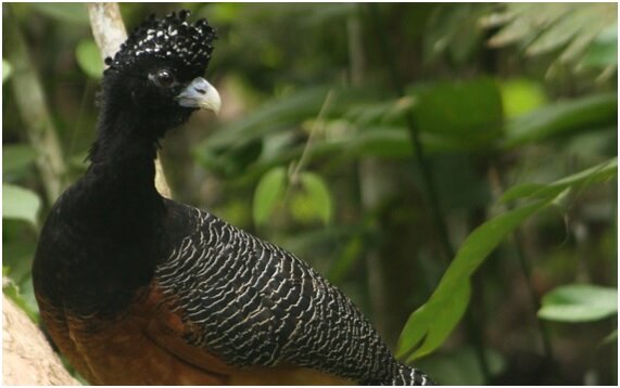 paujil colombiano de pico azul
