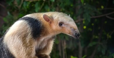 TAMANDUA mexicana