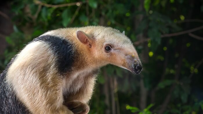 TAMANDUA mexicana
