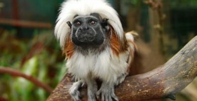 TITI CAbeciblanco
