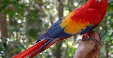 guacamaya roja