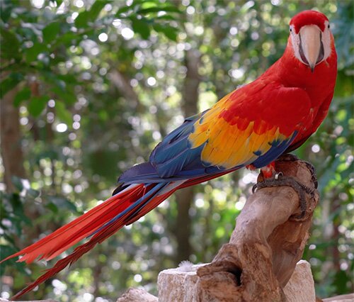 guacamaya roja