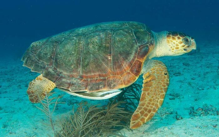tortuga caguama
