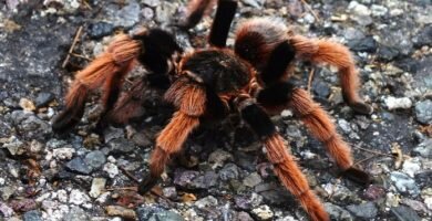 tarantula mexicana