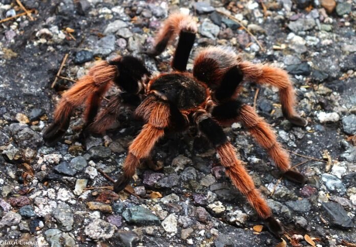 tarantula mexicana
