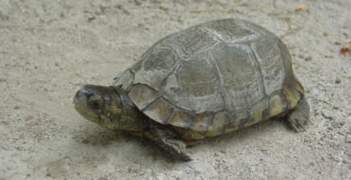 Tortuga de cuatro ciénegas (terrapene coahuila)