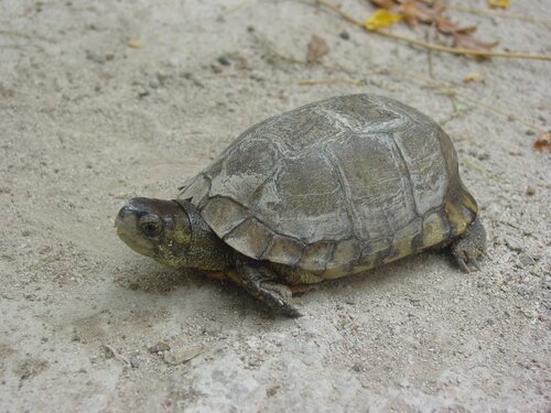 Tortuga de cuatro ciénegas (terrapene coahuila)